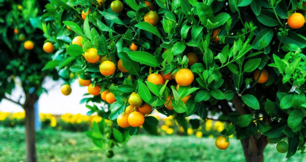Saving California’s Citrus Comstock's magazine
