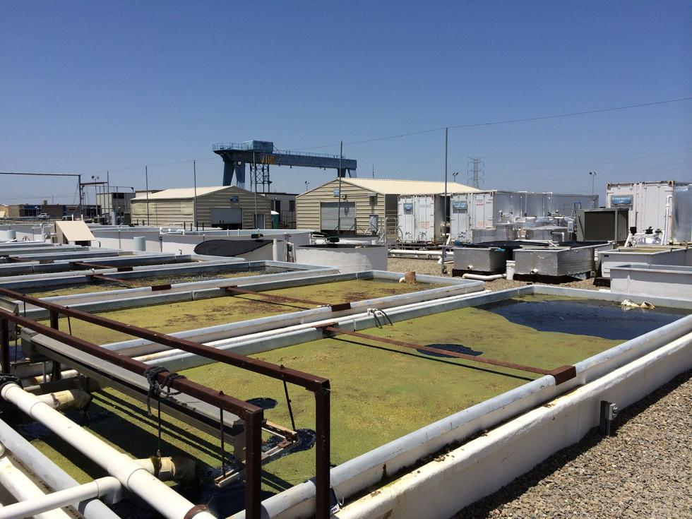 UC Davis Fish Conservation and Culture Lab

(Photo: Courtesy of UC Davis)