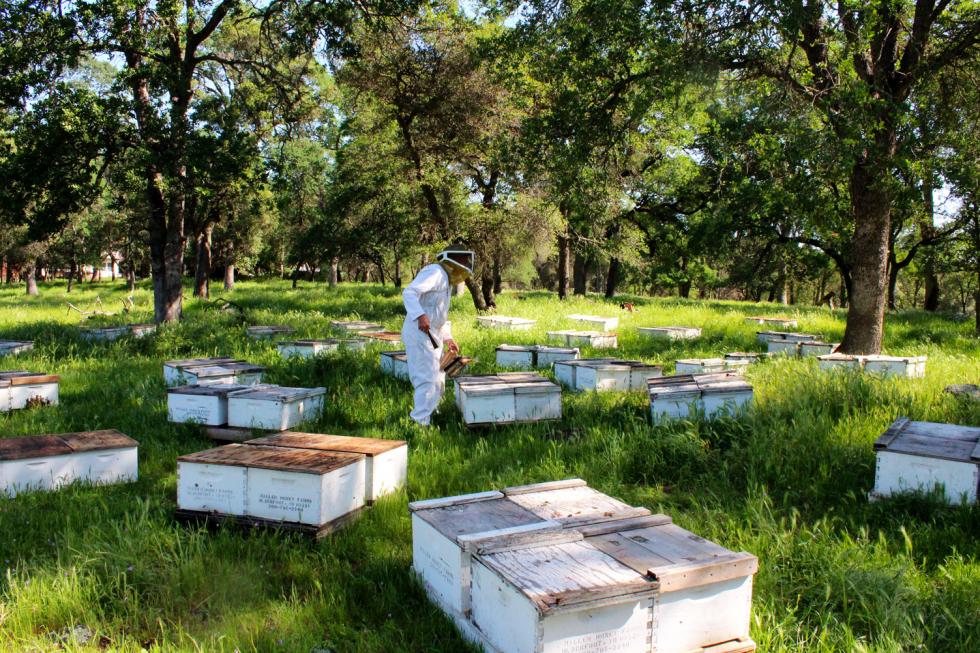 John Miller’s company, Miller Honey Farms, places beehives on properties throughout Placer County in exchange for providing free pollination services and honey. (Photography Sena Christian)