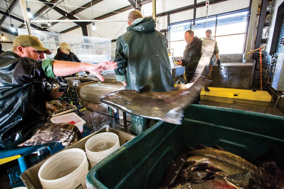 At the Nimbus Fish Hatchery in Gold River, between 5,000 and 9,000 eggs are removed from each female salmon, artificially fertilized and then reintroduced to the river to improve their odds of survival. 