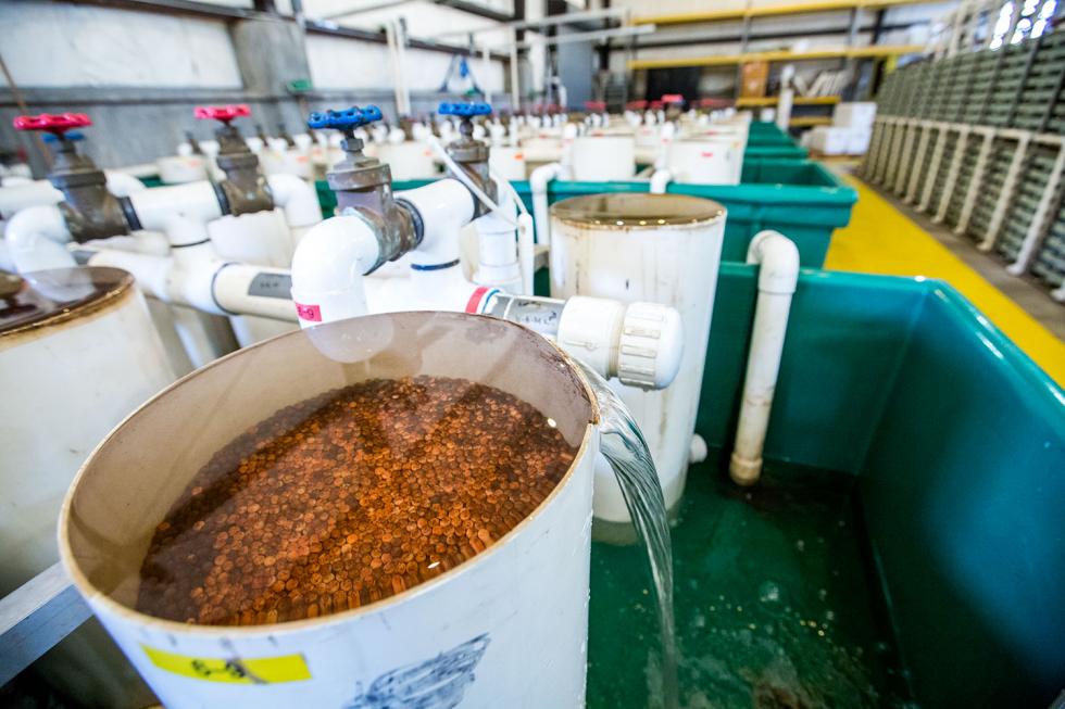 Salmon Roe are tended to in hatching jars at the nimbus fitch hatchery.