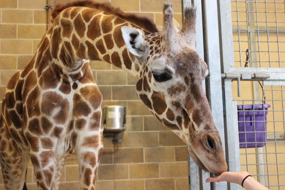 Goody is a reticulated giraffe at the Sacramento Zoo.