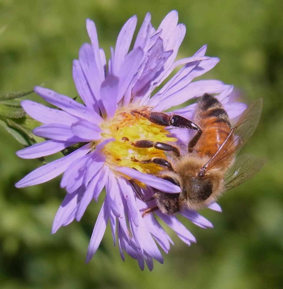 Honeybee on “Bill’s Big Blue” aster at the UC Davis Honey Bee Haven. (Photos courtesy UC Davis Honey Bee Haven)