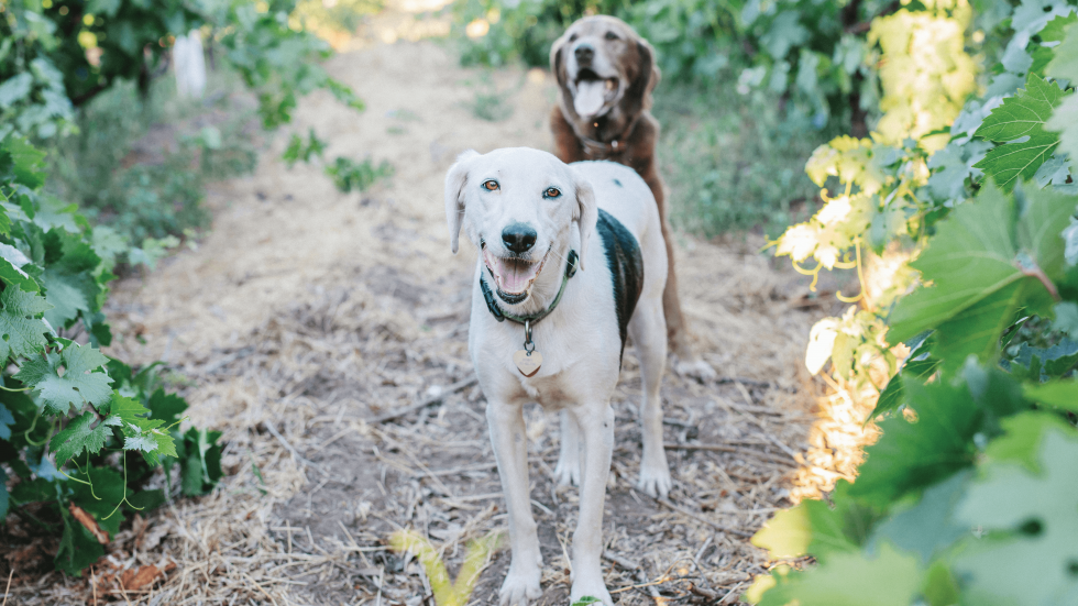 Going to the Dogs | Comstock's magazine - Vimarsana News
