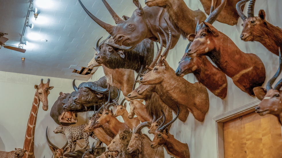 Mounted Animals Draw Visitors to Iconic Foster's Bighorn for 90 Years - Vimarsana News