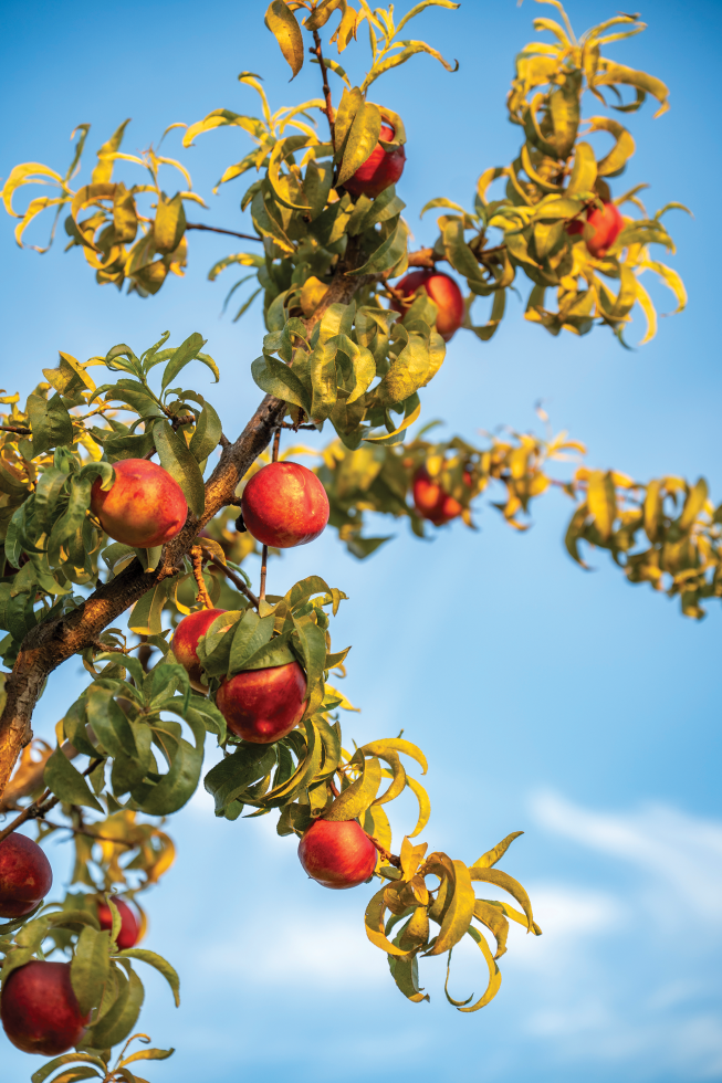 Twin Peaks Orchard in Newcastle, a favorite among chefs for their fresh fruits and vegetables, grows 50 different varieties of peaches.