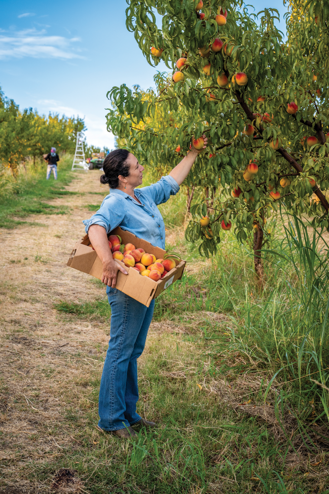 Camelia Enriquez picks peaches at Twin Peaks Orchards.