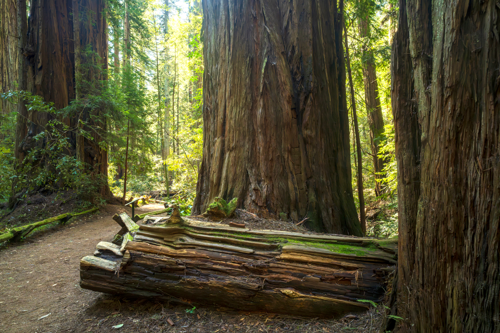 There’s a Cool Cathedral of Trees Just a 2-Hour Drive From Sacramento