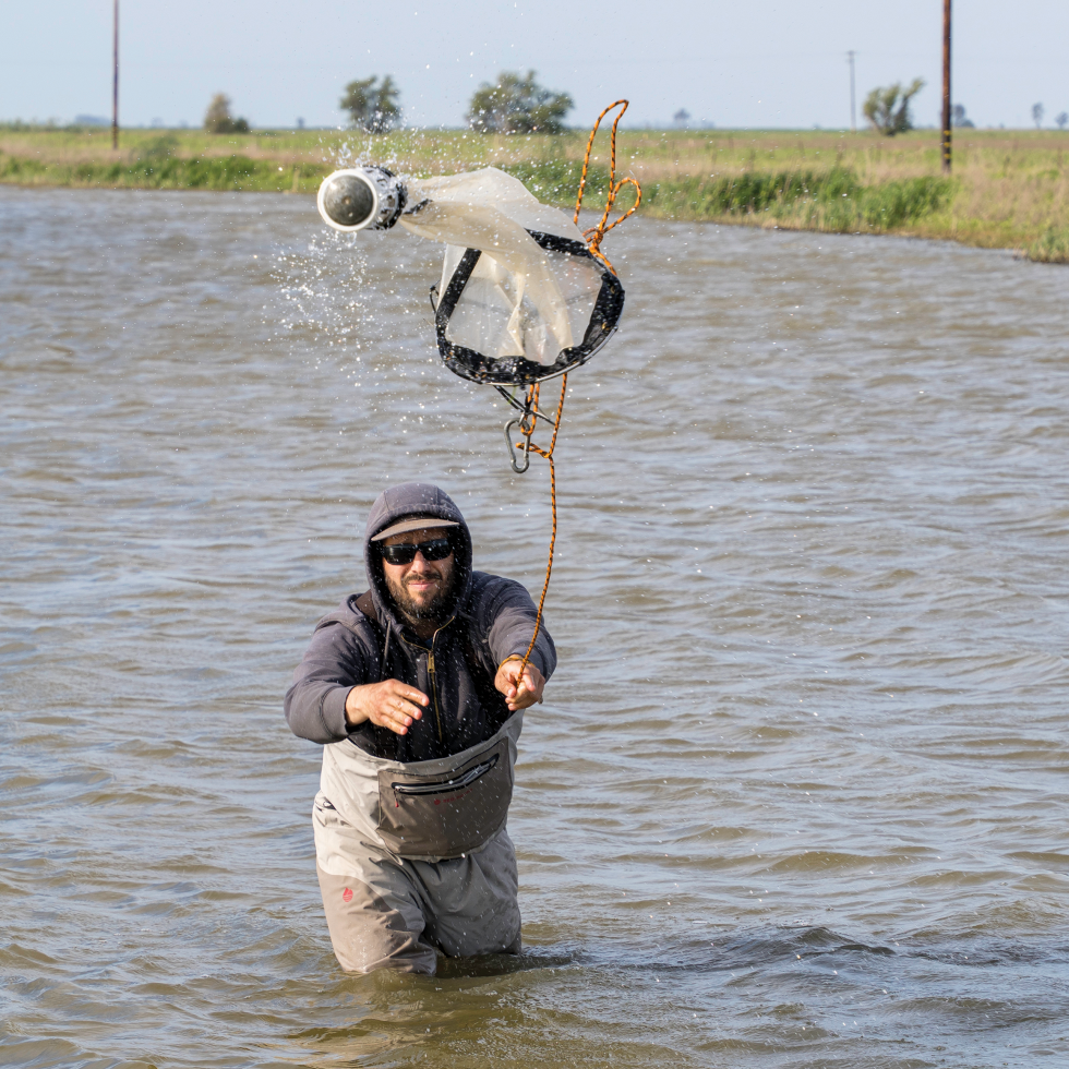 Jacob Montgomery of California Trout throws a net to gather bug samples on a Solano County farm. The bugs are used for fish food.