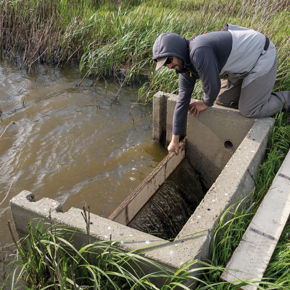 Montgomery releases the bug-filled water into a channel. The bugs will eventually end up in the Sacramento River, helping to feed the endangered Chinook salmon.