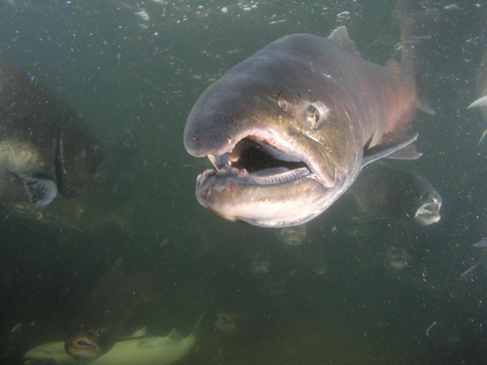 A male chinook salmon swims in the Feather River. (Photo by California Department of Fish and Wildlife, licensed under CC BY 2.0)