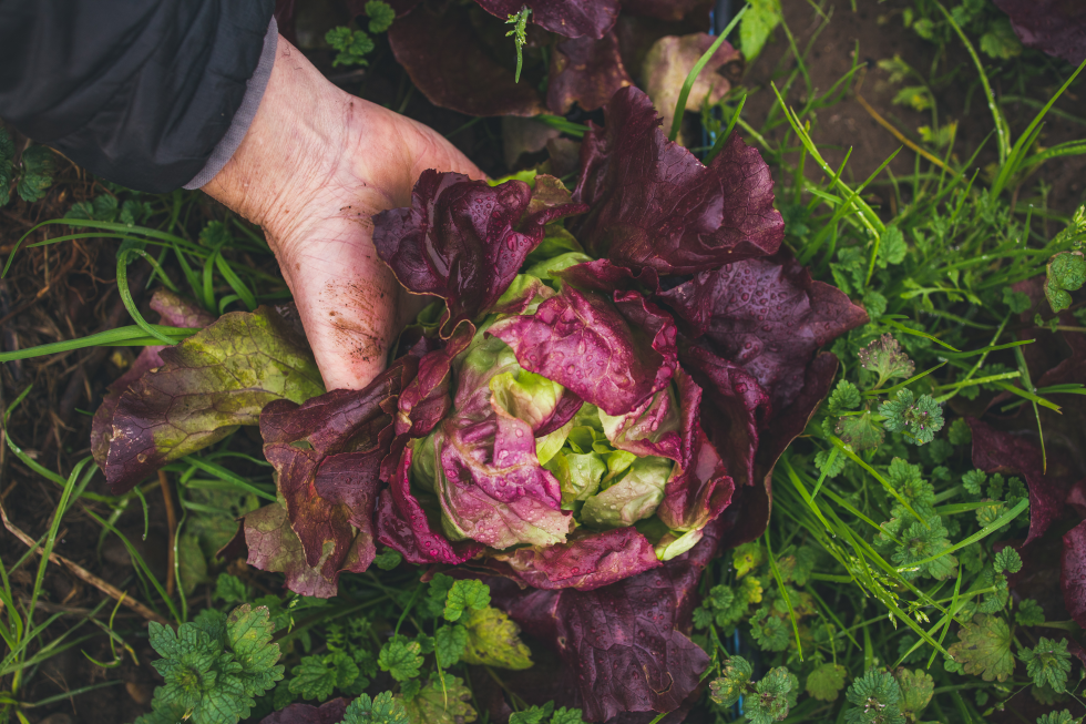 Recruiting California's Next Generation of Farmers - Vimarsana News