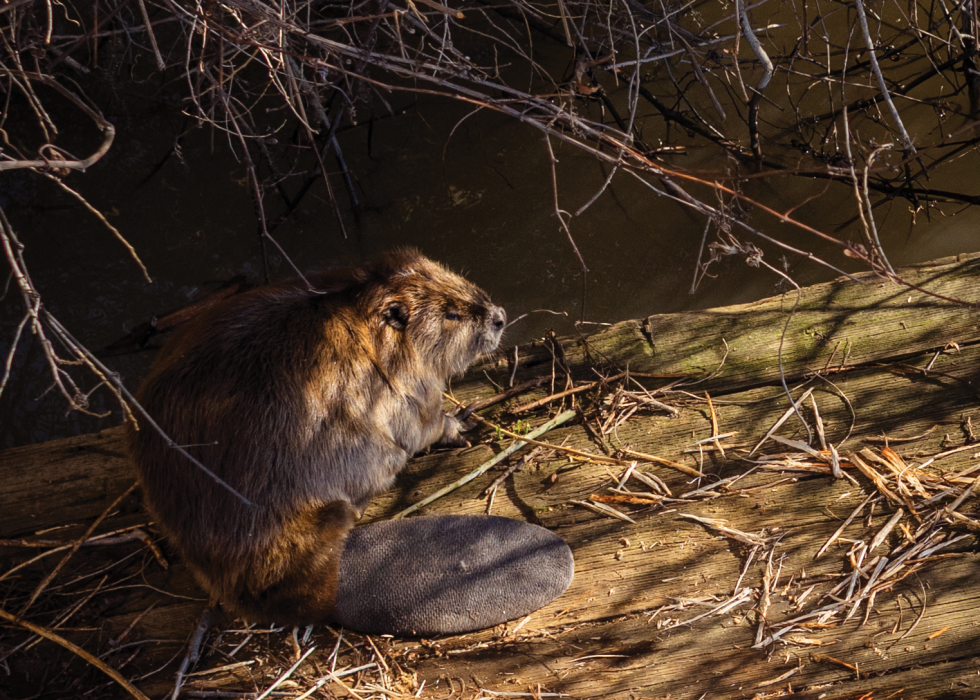 Beavers are among several animals Delta tunnel opponents fear will be impacted if the water project goes through. (Photo by Wes Davis)