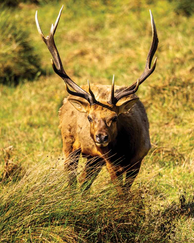 Male tule elk grow antlers every year. The male elk compete for dominance with one another, and the winners lead small harems of females. (Photo by Brad Branan)