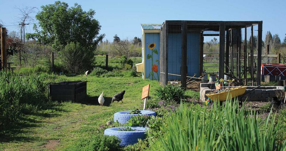 Regenerating Our Soil | Comstock's magazine - Vimarsana News
