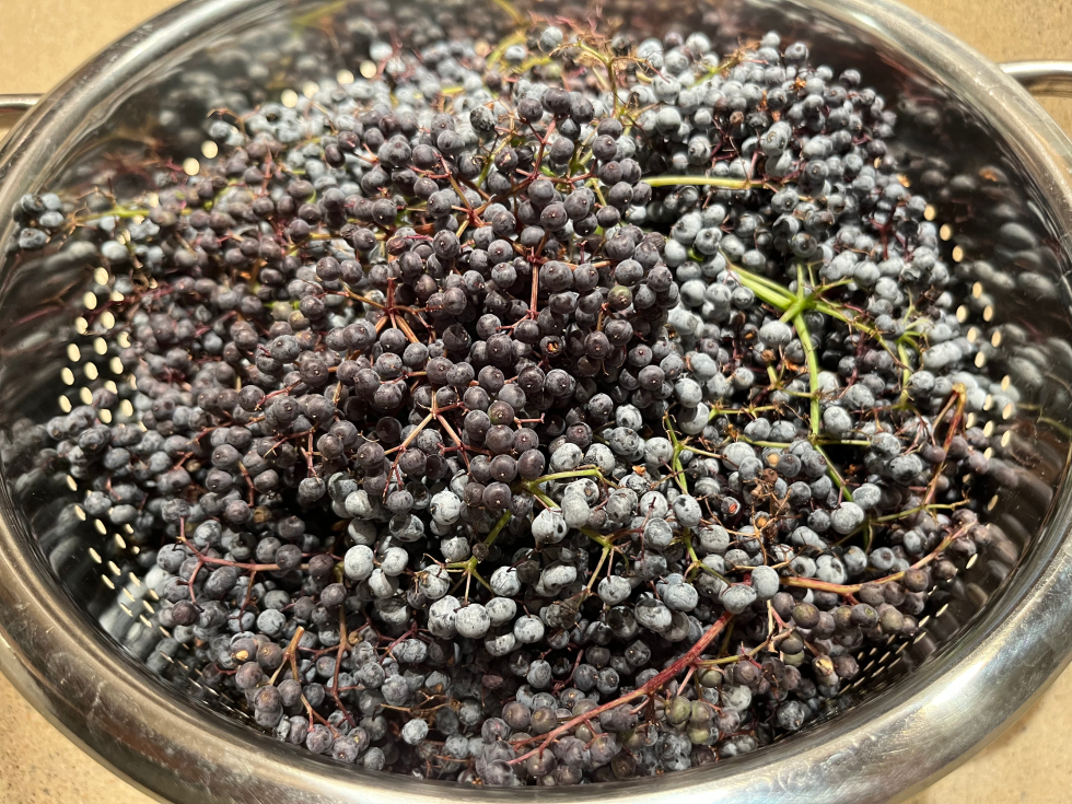 Jen Benedet makes elderberry jam from foraged berries. (Photo courtesy of Jen Benedet)