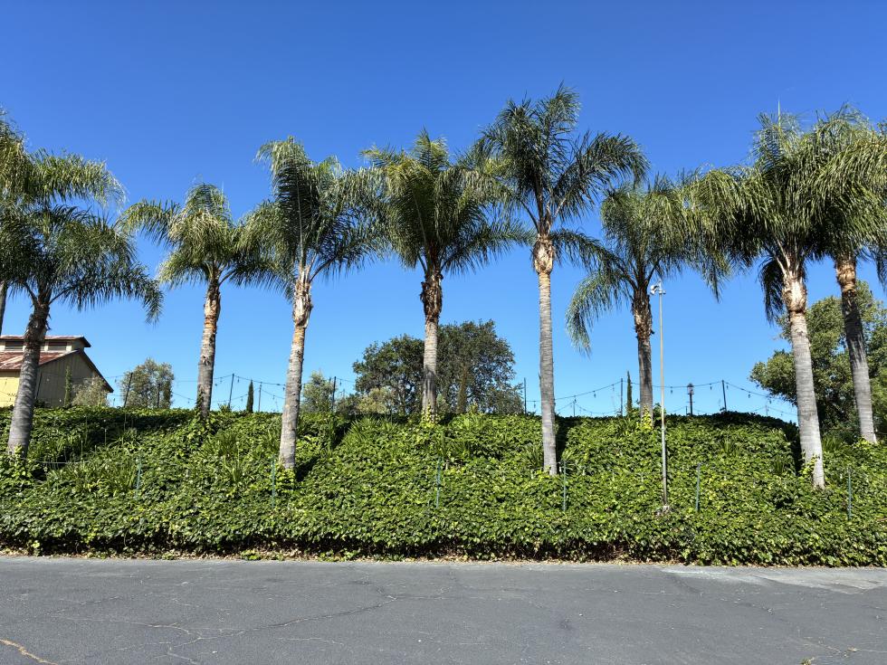 Palm trees grow along the river in Hood. (Photo courtesy of Robert Leach)