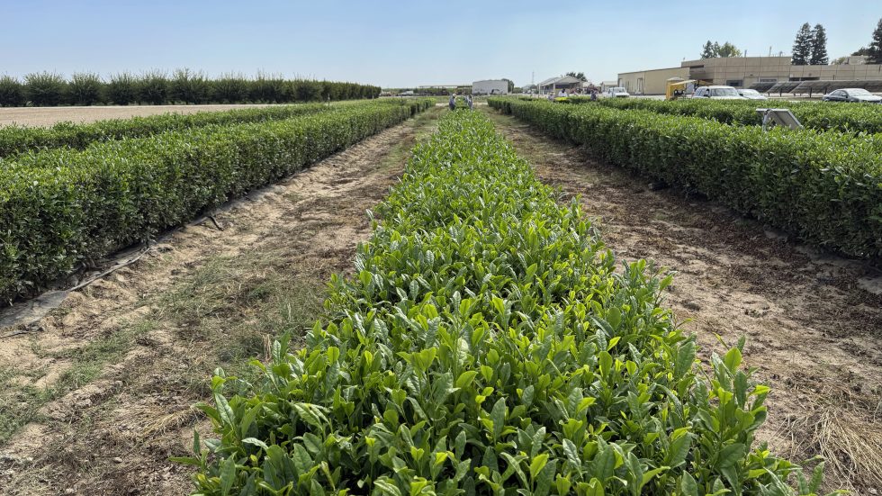 Experience California Tea at UC ANR’s First ‘Tea Day’