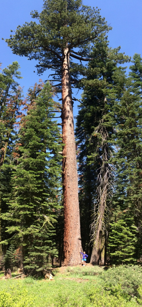 The burnt Jeffrey pine before the fire. (Photo by Dave Dealey)