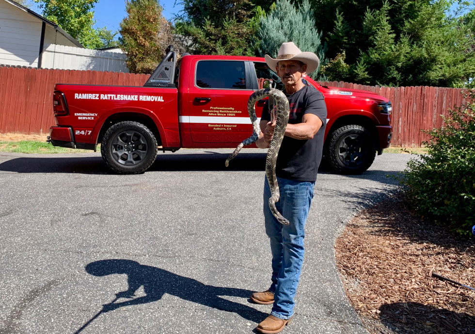 Ramirez handles a large rattlesnake he captured in Nevada County. (Photo by Scott Thomas Anderson)