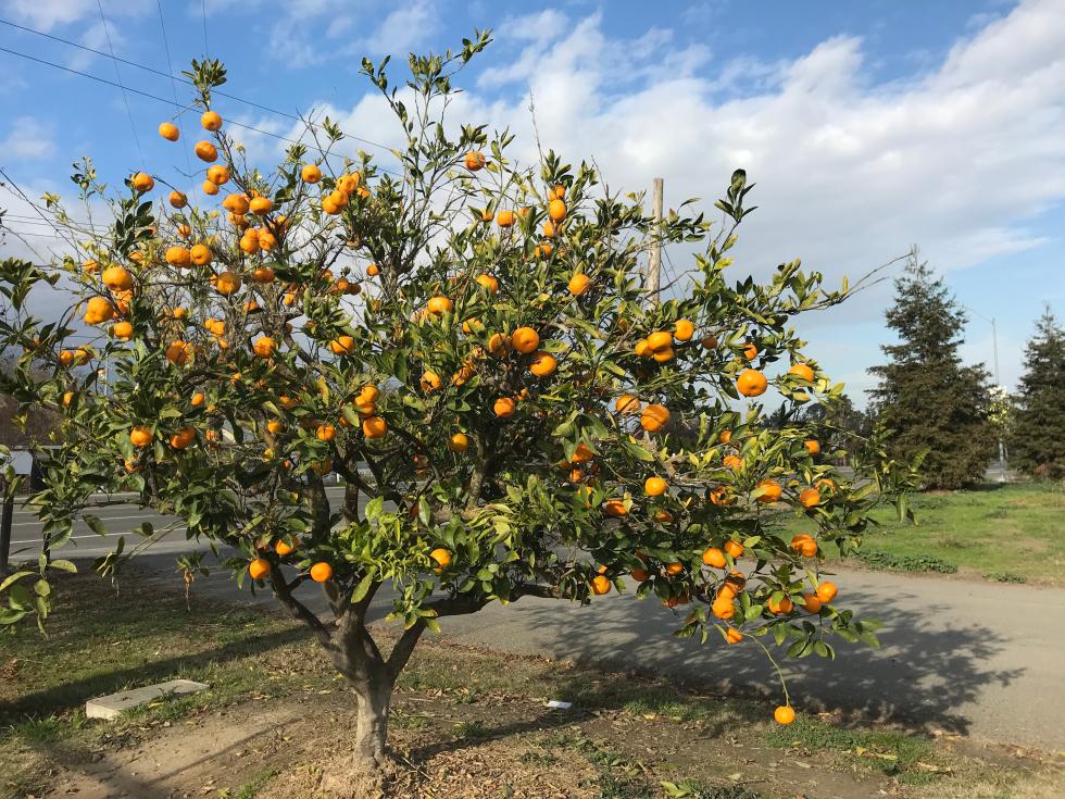 A tree full of tangerines grows in West Sacramento. (Shutterstock photo)