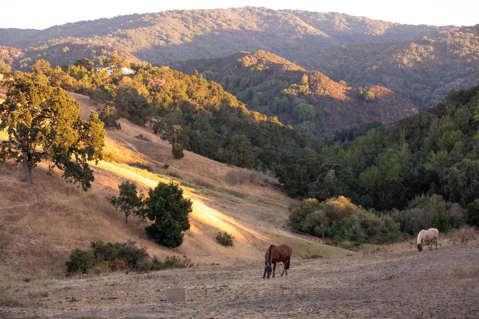 Horses graze in Byrne Preserve in Los Altos Hills at sunset. (Shutterstock photo)
