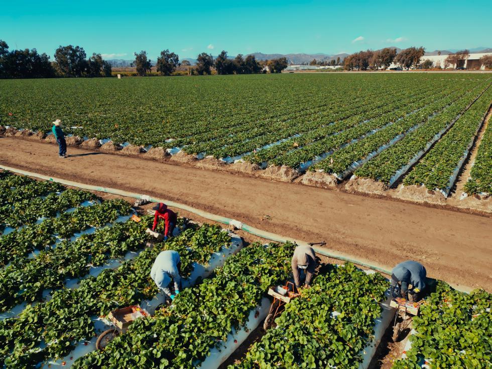 California Farmers Can’t Survive on Passion Alone