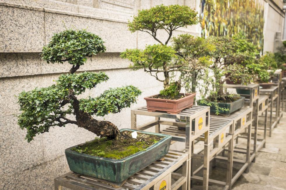 Free Bonsai Comstock's magazine