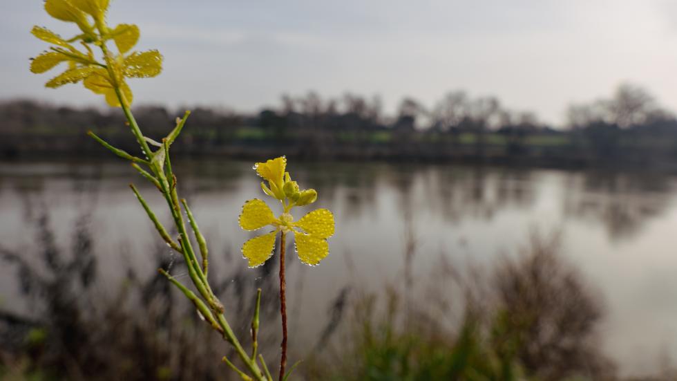 The Sacramento ‘Weeds’ You Can Actually Eat
