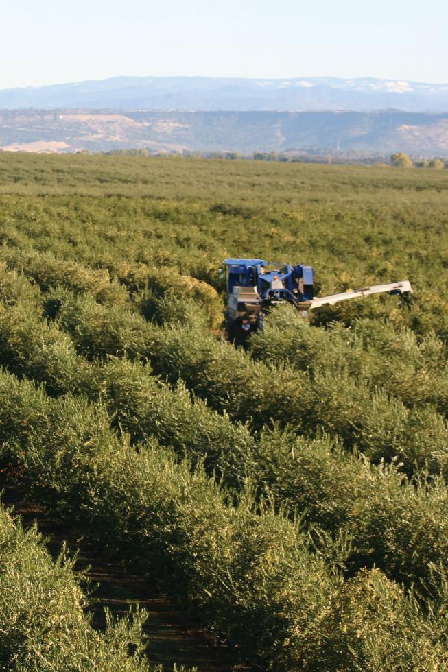 California Olive Ranch's Oroville location during harvest season.

(courtesy of California Olive Ranch)