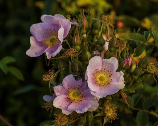 California wildrose is one of more than 15 species of native plants and shrubs that have been planted at Dos Rios Ranch.