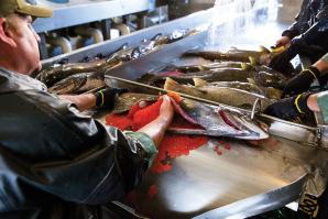 Andy Heape has been a California Department of Fish and Wildlife technician at the Nimbus Fish Hatchery in Gold River — where he sorts, fertilizes and counts salmon — for 15 years. The fall-run Chinook (king) salmon spawn started Nov. 3 — later than usual because of the drought. 