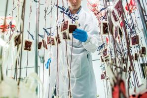 In a refrigerated storage room at the BloodSource headquarters, lab technician Ian Martin processes a batch of blood collected from a recent blood drive. It’s a labor-intensive process that cannot be automated, and the blood bank processes more than 250,000 such units a year.