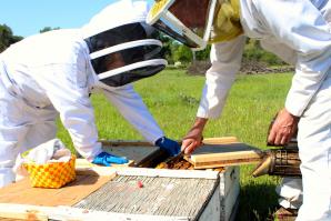 Fatima Lopez, left, and John Miller, owner of Miller Honey Farms, place baby queens in hives in April. (Photography Sena Christian)
