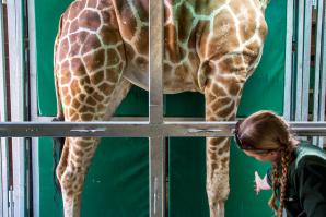 Giraffes at the Sacramento Zoo are trained to assist in their own care. This husbandry-based training teaches the giraffes roughly 20 commands. “They know their body parts, so if I say ‘knee’, she will lift her knee until it touches my hand,” says Melissa McCartney, a zookeeper who focuses on hooved animals. That’s helpful for animals who have arthritis and need help stretching or who need their hooves trimmed. 