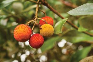 Does this fruit look familiar? It should, though you’ve likely never thought to eat it. This is the edible fruit of the strawberry tree, which are prolific in parks and neighborhoods around the Region.

(shutterstock)
