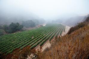 Pisoni Vineyards in the Santa Lucia Highlands

(photo: Kelly Turner)