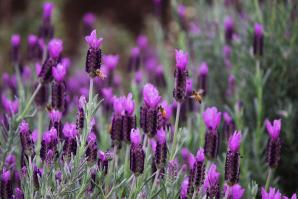 Honeybees foraging on “Anne’s Purple” Spanish lavender at the UC Davis Honey Bee Haven.