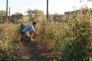 Chris Hay, owner and farmer, Say Hay Farms