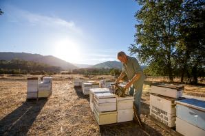 Rick Schubert of Bee Happy Apiary uses a smoker to calm his bees, which will motivate them to eat nectar and slow down a bit, making them easier to transport.