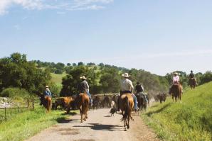 Most of the Yolo Land & Cattle Co.’s 7,500 acres is under a conservation easement with California Rangeland Trust. (Photo courtesy of California Rangeland Trust)