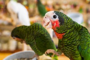 Friends in the industry warned them not to be too ambitious. “You’ll sell only one bird in your first six months,” they said. Well, Parrot Planet opened in June in East Sacramento and sold nearly 20 birds in its first two months. 