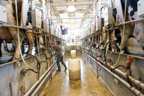 Duarte Dairy Inc. in Elk Grove is just one of more than 60,000 dairies in the U.S. that has seen dairy prices drop below the cost of production. According to the California Dairy Campaign, the average cost of production for California dairy producers is $18 per 100 pounds. For the first half of 2009, producers were getting only about $10 per 100 pounds. Duarte Dairy Inc. in Elk Grove is just one of more than 60,000 dairies in the U.S. that has seen dairy prices drop below the cost of production. According to the California Dairy Campaign, the average cost of production for California dairy producers is $18 per 100 pounds. For the first half of 2009, producers were getting only about $10 per 100 pounds.