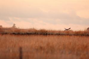 A harrier takes flight near the intersection of Dillard and Meiss roads, which is in the South Sacramento Habitat Conservation Plan. 

(courtesy of Sacramento County)