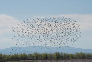 A flock of Dunlin fly over “pop up” habitats in the Sacramento Valley

(photo: Drew Kelley for The Nature Conservancy)