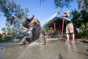 Valerie the African elephant is one of four pachyderms living at Six Flags Discovery Kingdom in Vallejo.