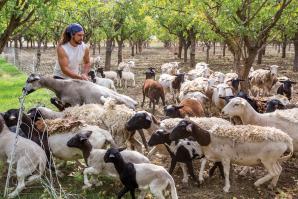 Jeremy Shepherd (the name came before the job) has been tending to his growing flock since 2009. He sells mutton to local markets but also works his herds as mobile mowers with local farmers in Yolo County. 
