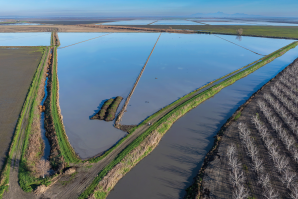 California Trout is partnering with rice farmers to grow fish food for the endangered Chinook salmon. Rice fields, like this one in Sutter County, are flooded after harvest, attracting flies for the fish. The bug-rich water is drained in the Sacramento River. (Photos by Brad Branan)