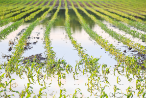 A UC Davis study found that between 50 percent and 70 percent of water diverted onto wine grape fields and pistachio orchards seeped back into the aquifer, directly contributing to groundwater recharge. (Shutterstock photo)