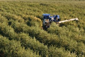 California Olive Ranch's Oroville location during harvest season.

(courtesy of California Olive Ranch)